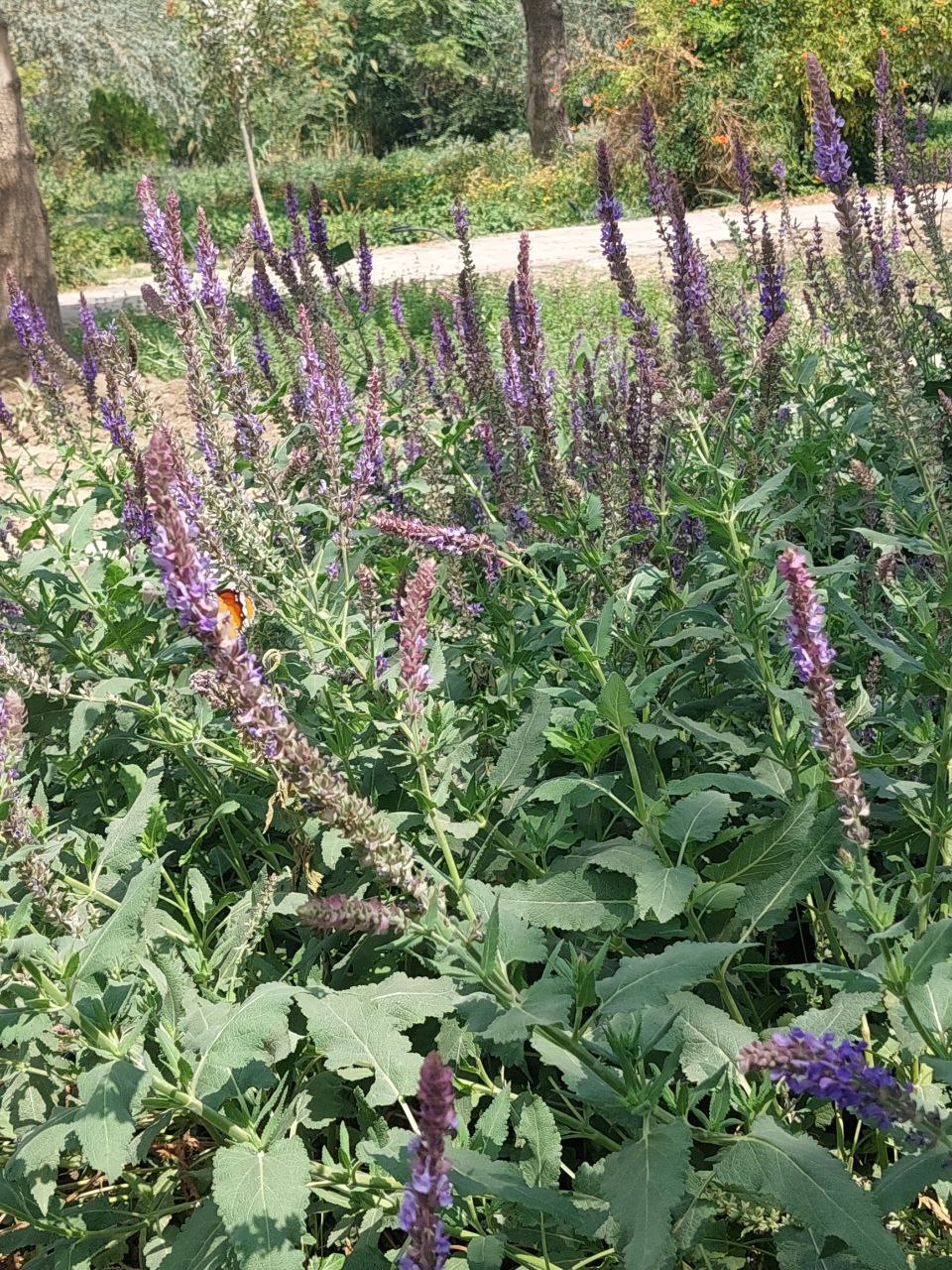 کلکسیون گیاهی باغ مشهد