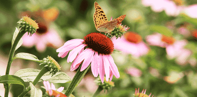کلکسیون گیاهی 
