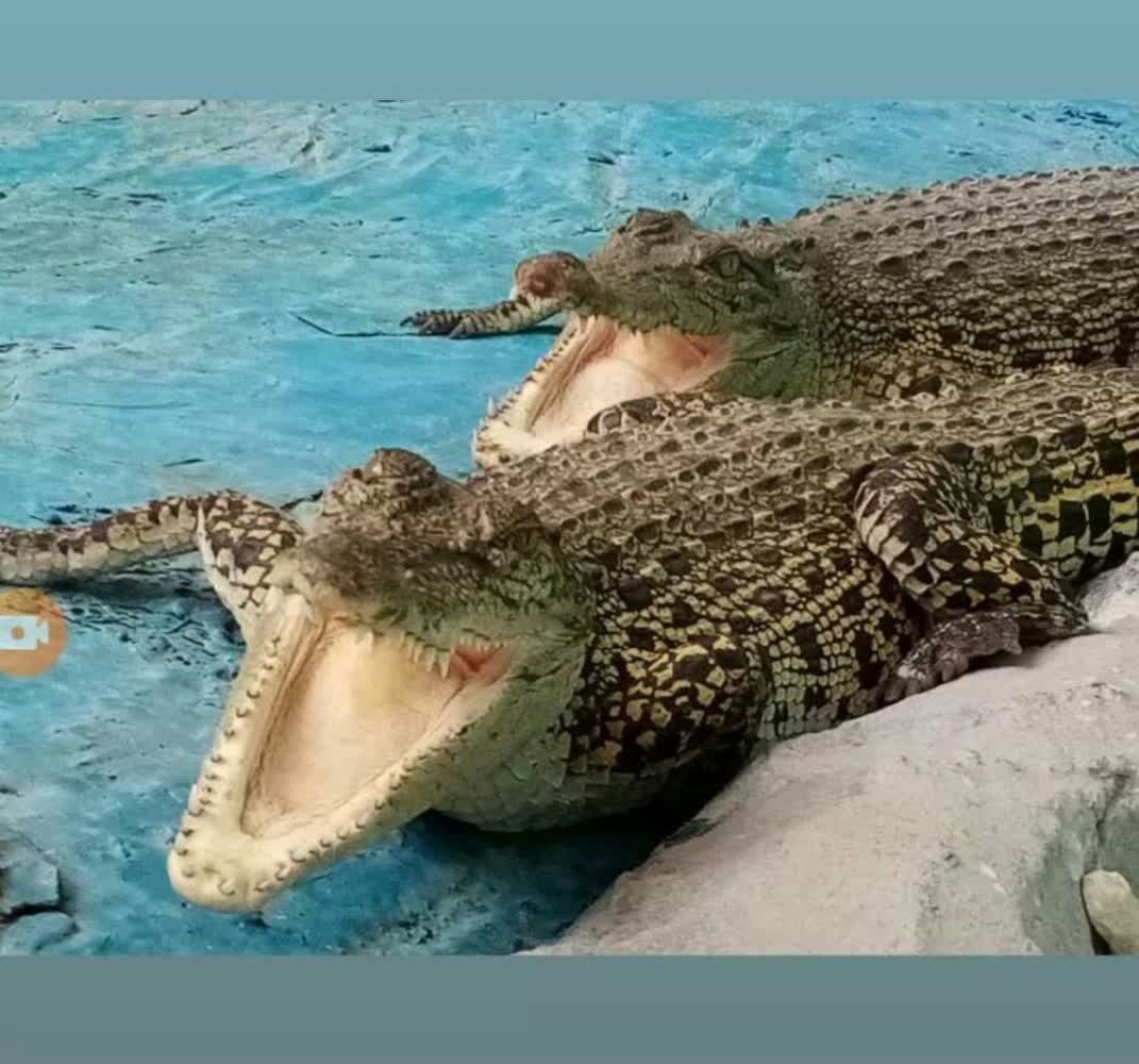 باغ مشهد